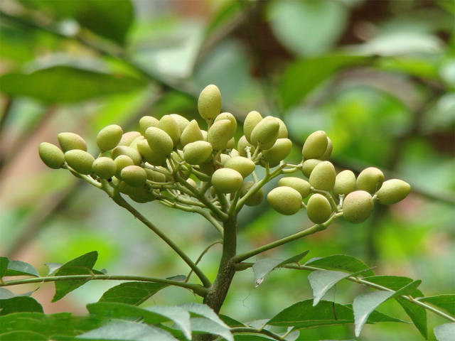olio di neem