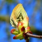 CHESTNUT-BUD