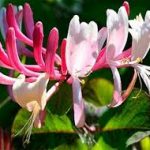 HONEYSUCKLE