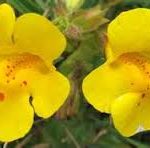 MIMULUS