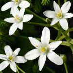 STAR-OF-BETHLEHEM