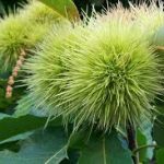 SWEET-CHESTNUT