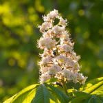 WHITE-CHESTNUT