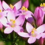 centaury