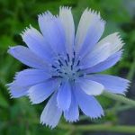 chicory