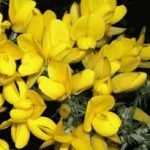 gorse