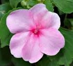 impatiens