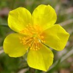 rock-rose