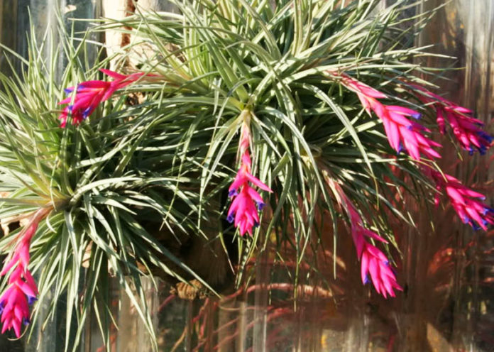 tillandsia pianta da appartamento che purifica l'aria