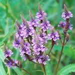 vervain