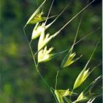 wild-oat