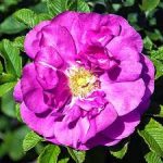 wild-rose