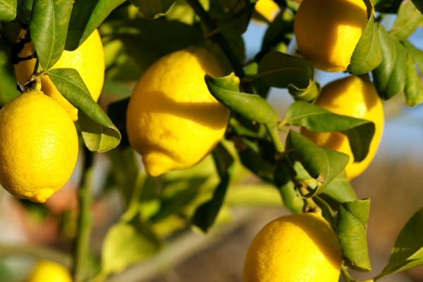 olio essenziale limone