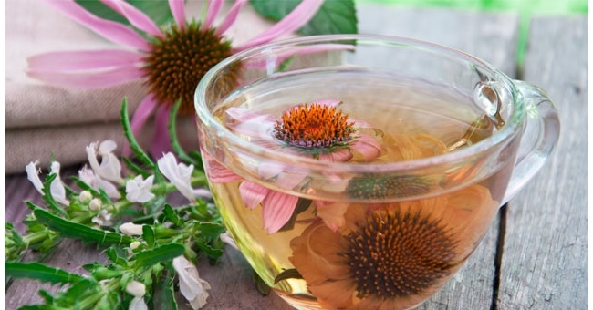 Infuso di echinacea: preparazione e benefici