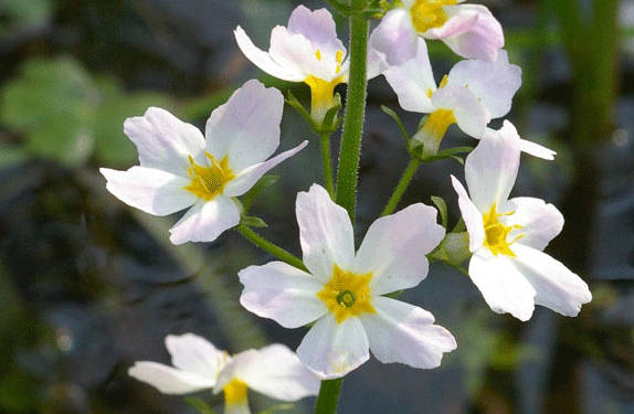 Water Violet