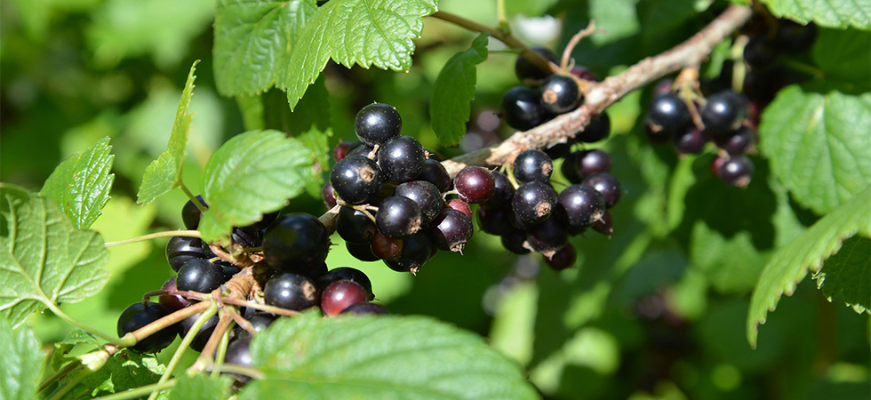 ribes nigrum