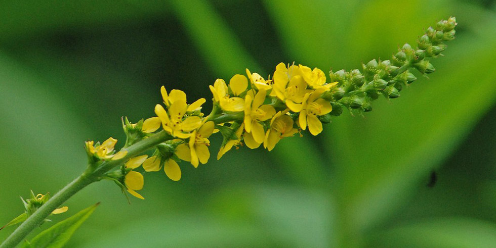 Fiori di Bach Mustard