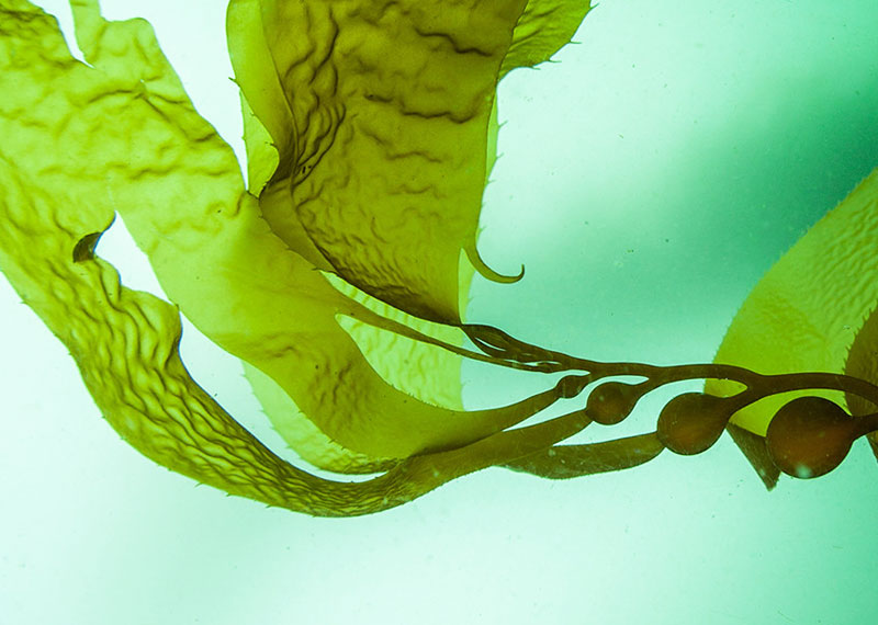 Trattamenti anti-age e antiossidanti con microalghe e insetti