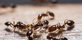 Rimedi naturali per scacciare le formiche di casa