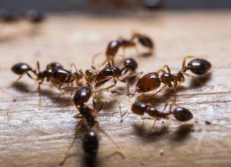 Rimedi naturali per scacciare le formiche di casa