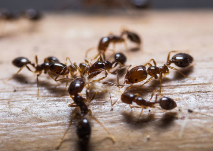 Rimedi naturali per scacciare le formiche di casa