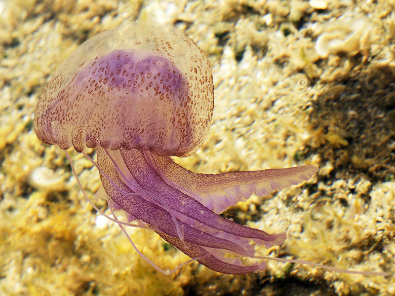 Medusa Pelagia noctiluca dalla puntura più fastidiosa