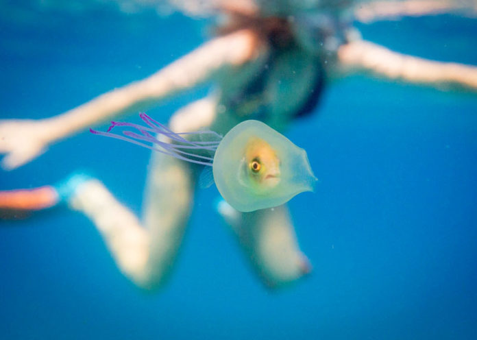 Rimedi naturali per le punture di medusa