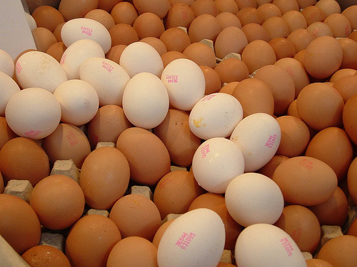 Uova a rischio fipronil