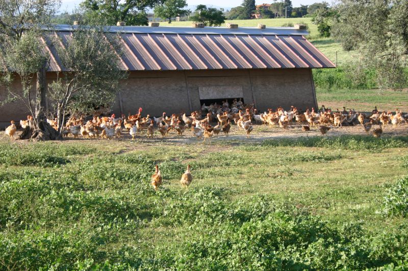 Un allevamento di galline