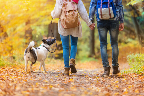 Passeggiare con il cane almeno mezz'ora al giono