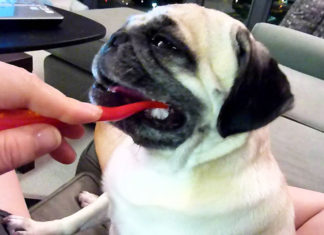 Pulire la bocca di cane e gatto con un dentifricio fai da te naturale