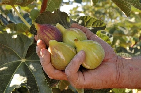 Fichi, frutto di settembre dalle notevoli propietà