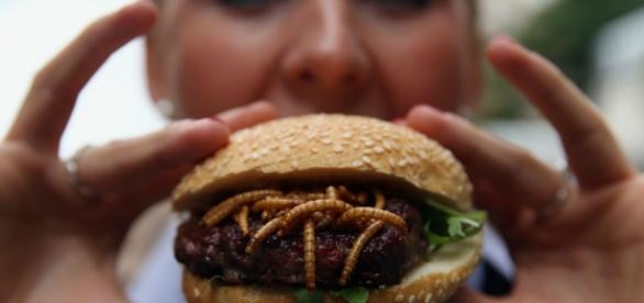 hamburger di insetti e polpette a base di tarme della farina