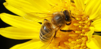 Pesticidi danneggiano api e miele