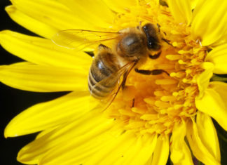 Pesticidi danneggiano api e miele