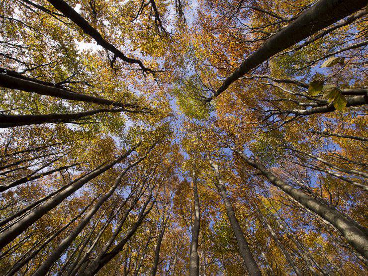 foliage d'autunno