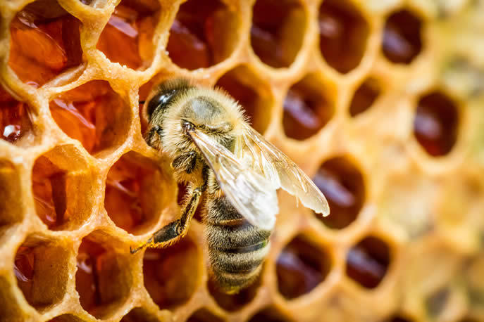 Miele inquinato da pesticidi