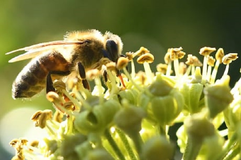 Api in pericolo per utilizzo dei pesticidi