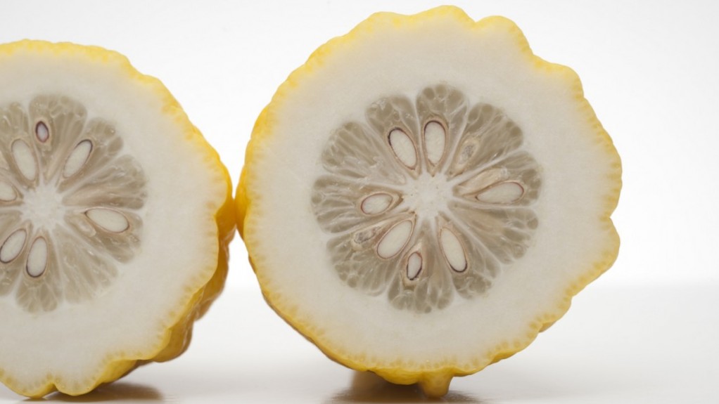 Canarone, incrocio ibrido tra cedro e limone