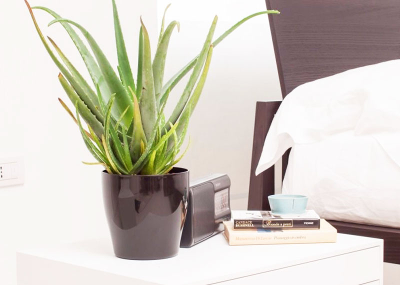 Piante in casa per l'inverno