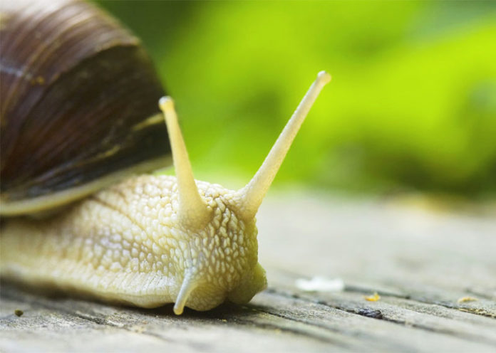 Bava di lumaca per trattamenti di cosmesi naturale