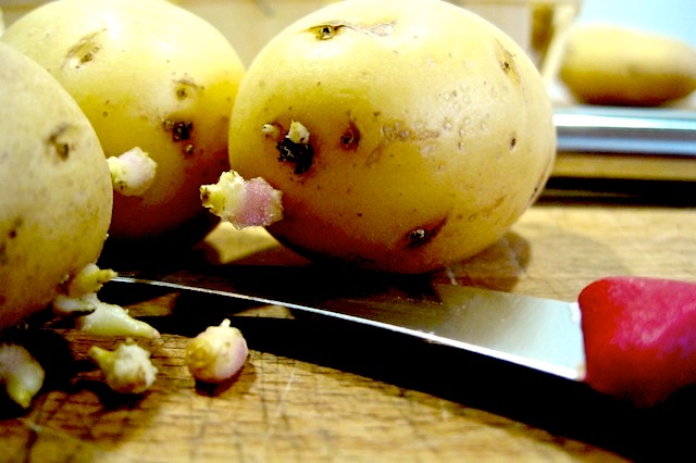 patate con il germoglio
