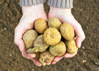 patate con germogli