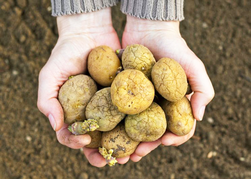 patate con germogli