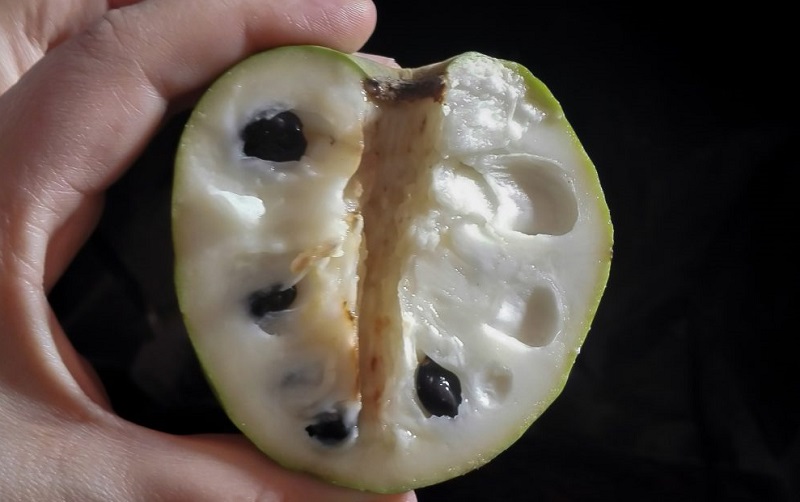 L'interno del frutto del'annona