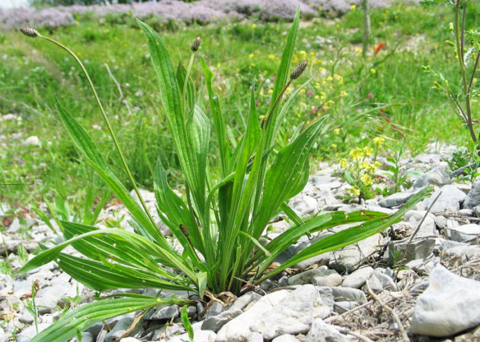 Piantaggine, un'erba comune dalle molte proprietà benefiche