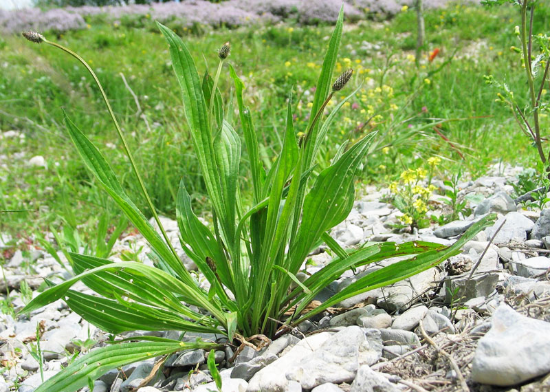 Piantaggine, un'erba comune dalle molte proprietà benefiche