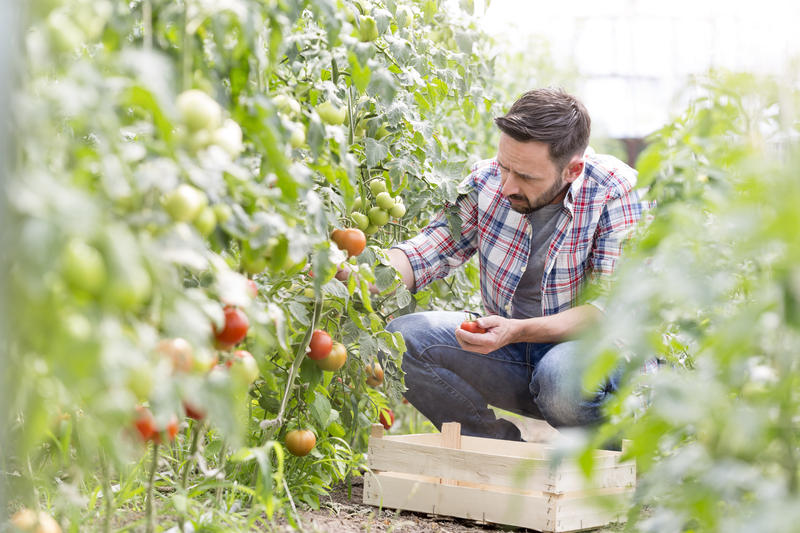 ortaggi e verdure di oggi sono privi di vitamine