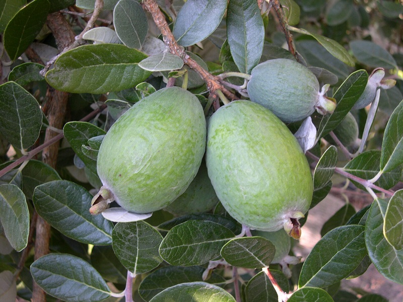 feijoa sull'albero