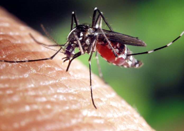 Repellenti naturali contro le zanzare